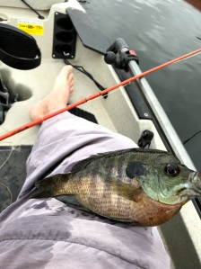 Scott F Series fly rod review – JB Fly Fishing